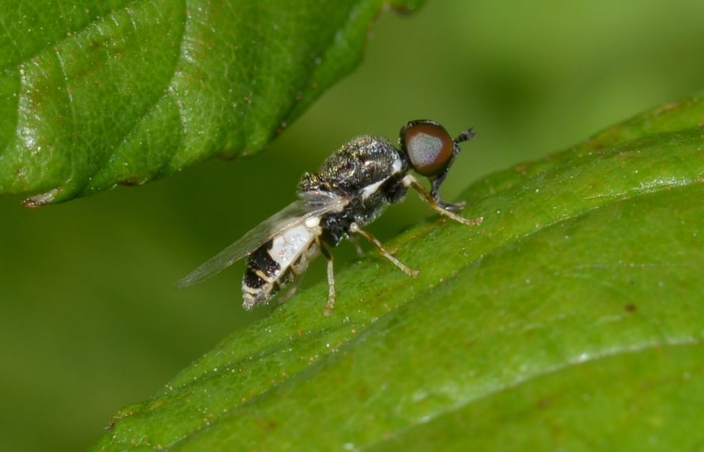 Stratiomyidae?  S, Nemotelus notatus, maschio